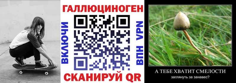Купить где Мамоново Псилоцибиновые грибы Psilocybe